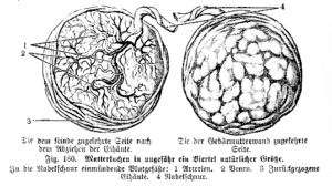 Mutterkuchen-Plazentaatrennung-Geburtstrauma