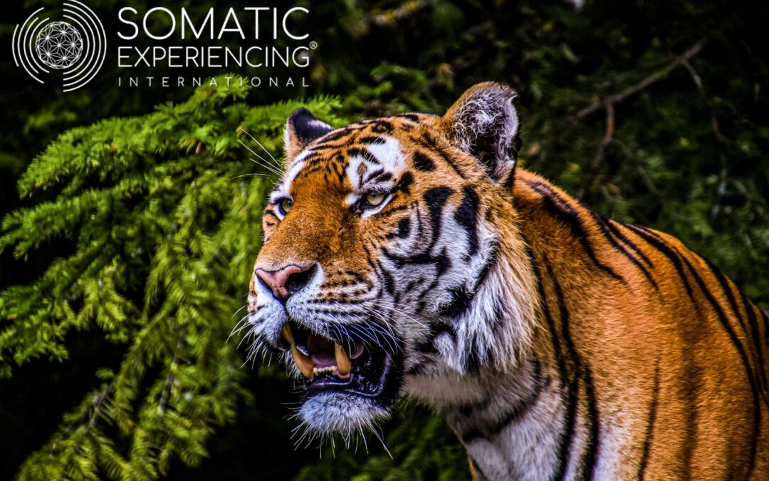 Mit Somatic-Experiencing® (Dr. Peter Levine) Trauma-Stress sicher regulieren…