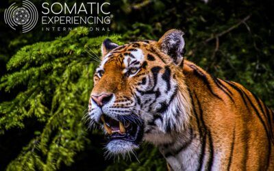 Mit Somatic-Experiencing® (Dr. Peter Levine) Trauma-Stress sicher regulieren…